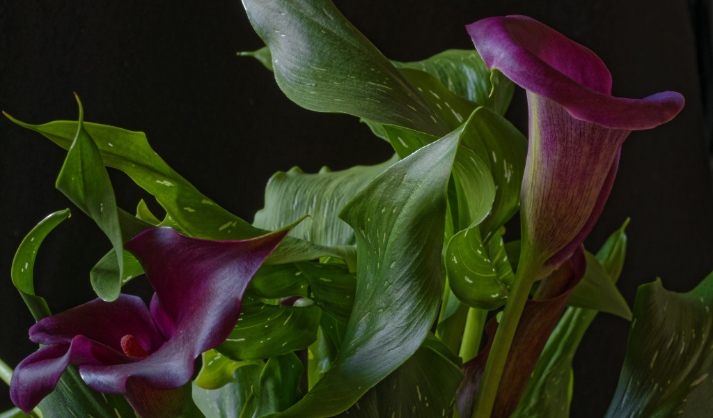 Красивые цветы каллы с зелеными листьями на черном фоне