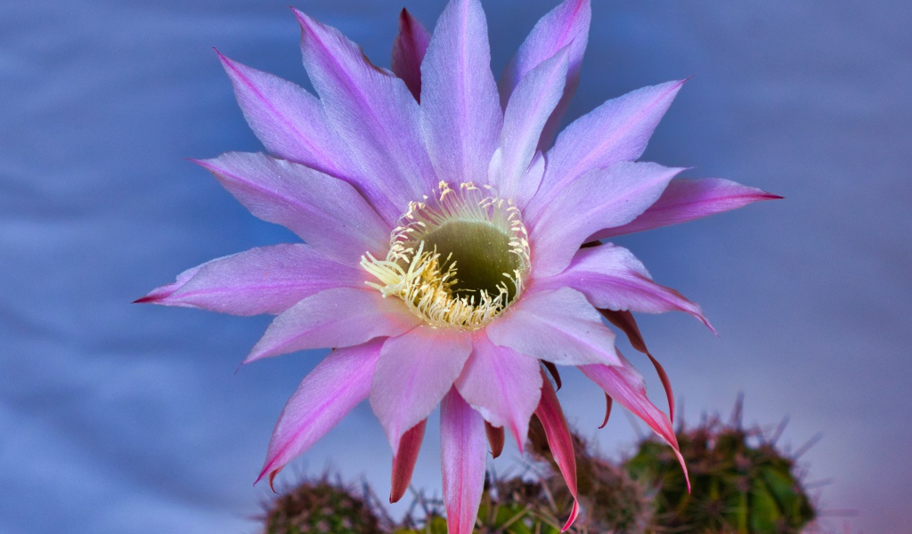 Красивый сиреневый цветок кактуса