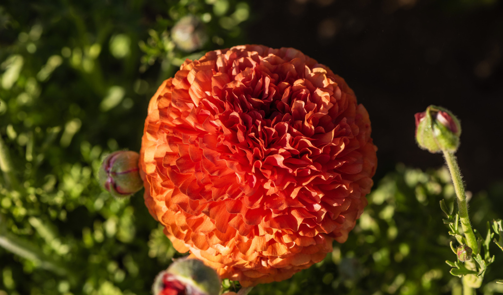 Красивый оранжевый лютик с бутонами крупным планом