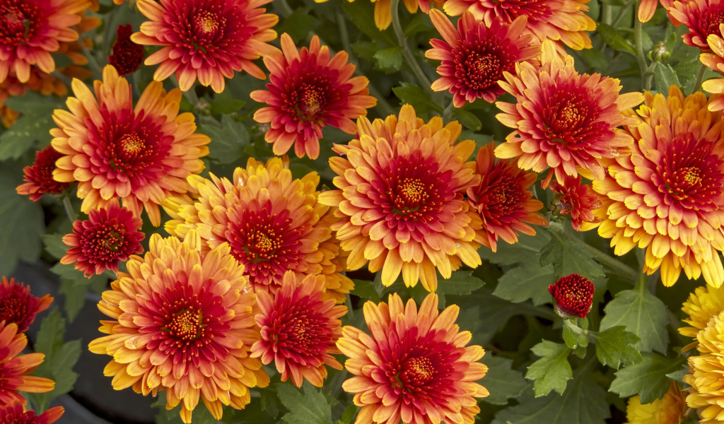 Красивые оранжевые цветы хризантемы крупным планом