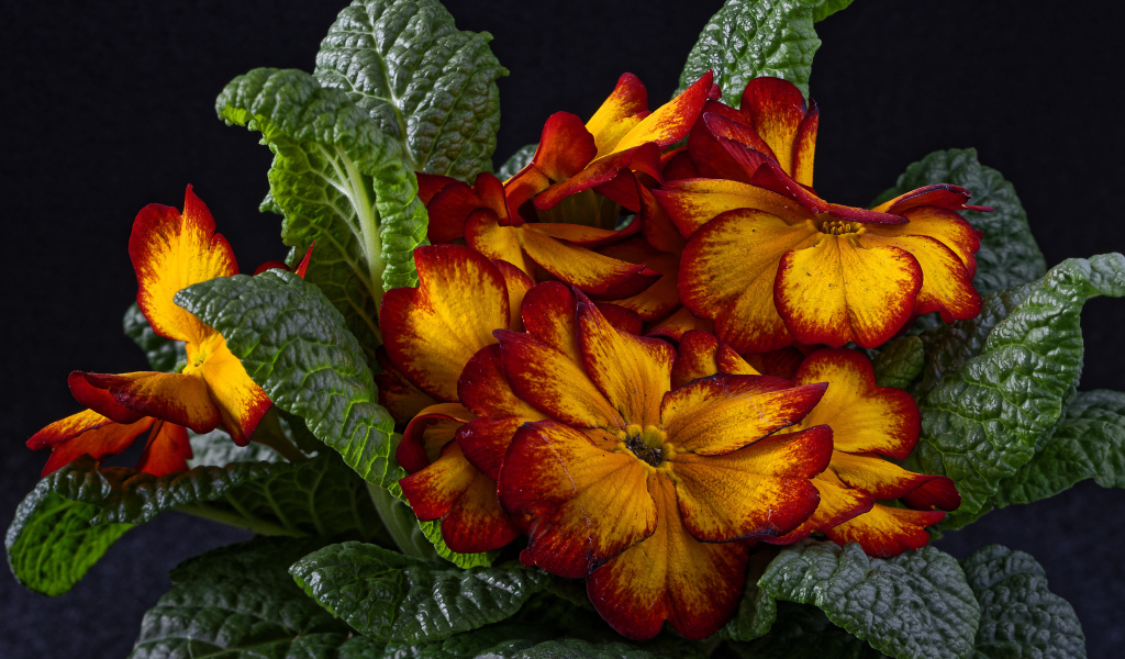 Красивый оранжевый комнатный цветок примула крупным планом