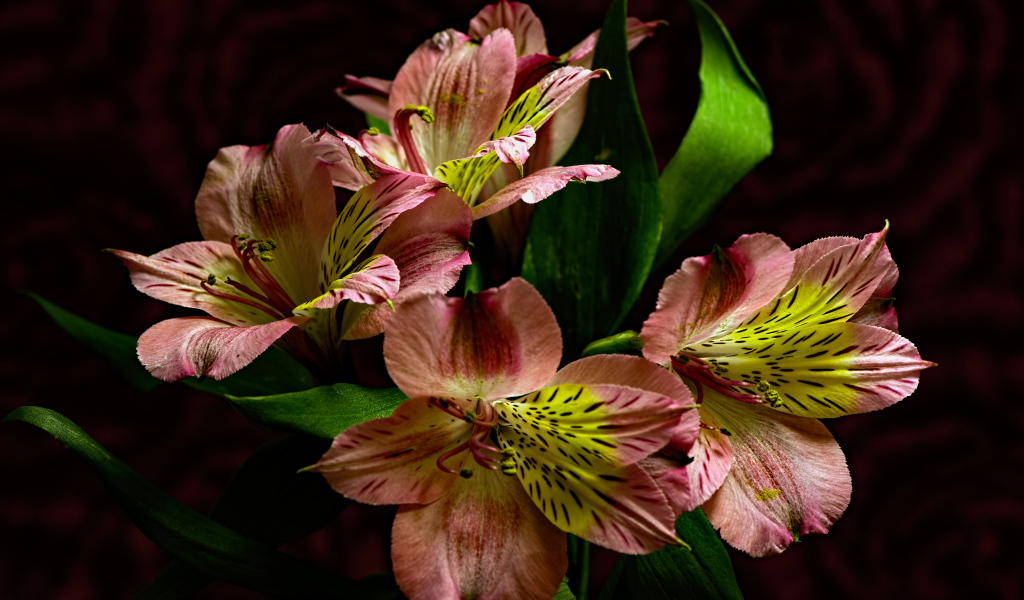 Красивые розовые цветы альстромерия крупным планом