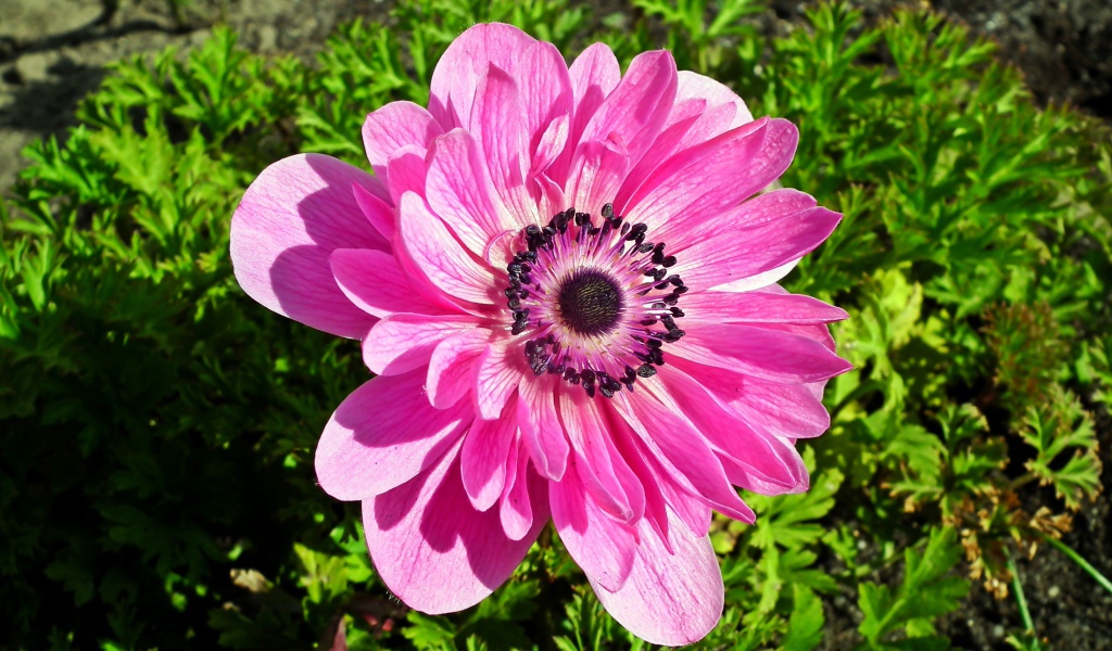 Красивый розовый цветок анемона крупным планом