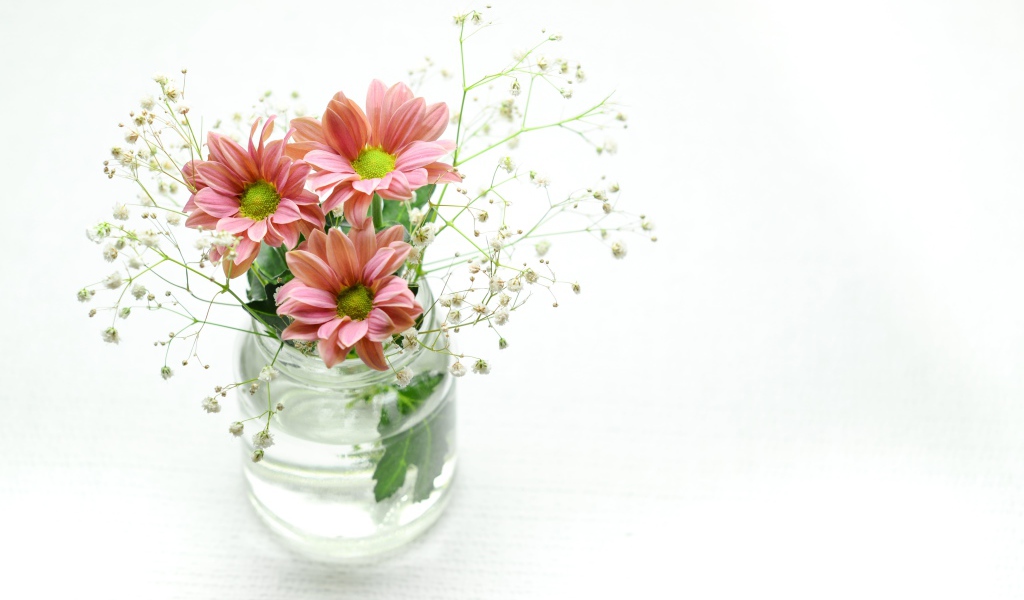 Красивые розовых хризантемы в банке на белом фоне