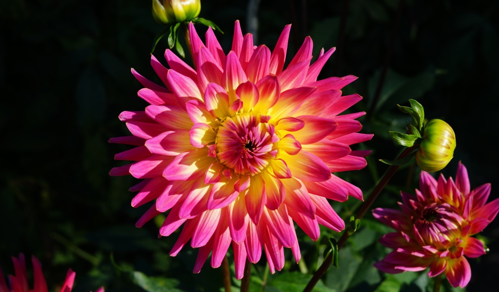 Красивая розовая георгина с желтой серединой с бутонами