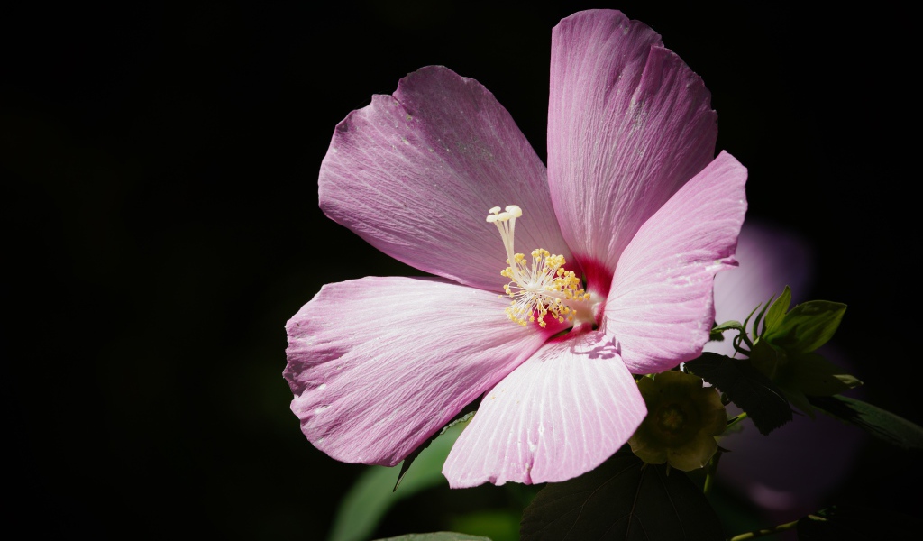 Красивый розовый цветок гибискуса на черном фоне