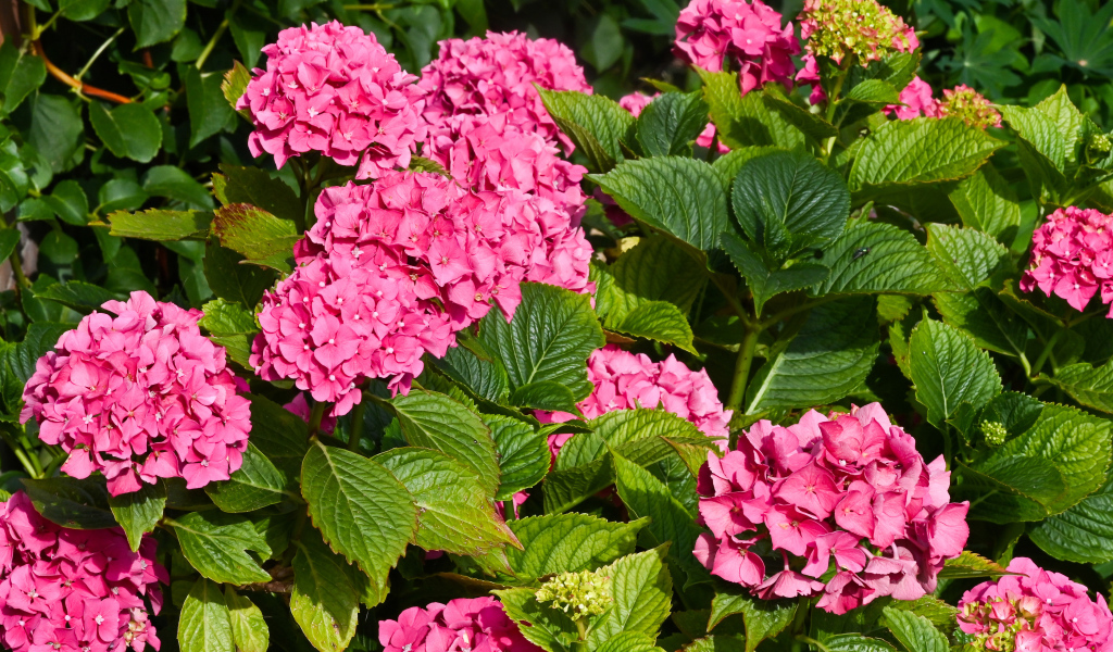 Красивые розовые цветы гортензии с зелеными листьями