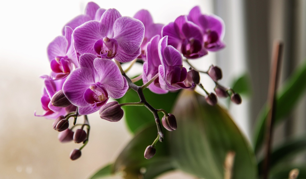 Красивые розовые цветы орхидеи с бутонами крупным планом