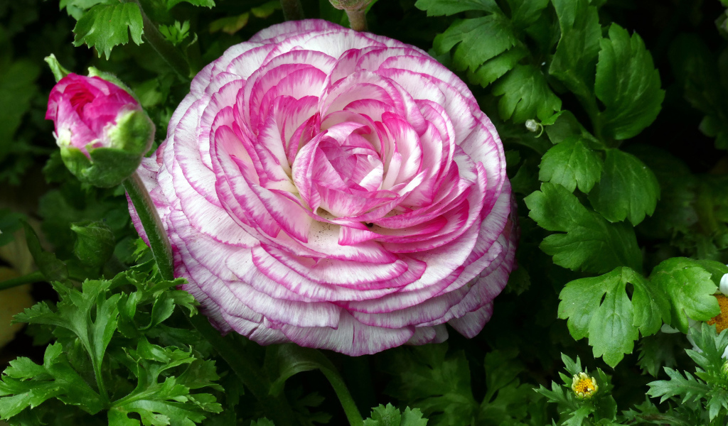 Красивый розовый лютик в зеленых листьях