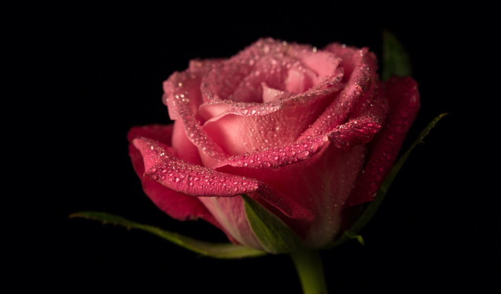 Красивая розовая роза в каплях росы на черном фоне крупным планом