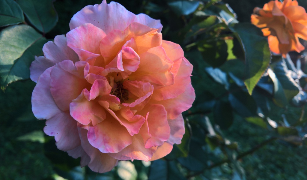 Красивая розовая роза с нежными лепестками крупным планов