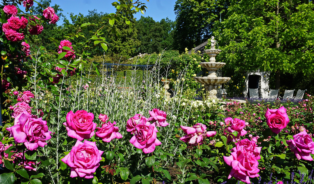 Красивые розовые розы в саду у фонтана