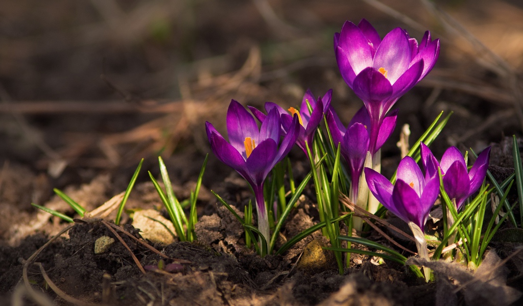 Красивые фиолетовые крокусы на земле