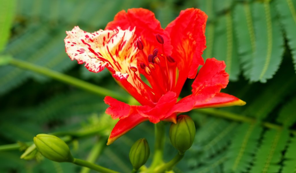 Красивый красный цветок Делоникс королевский крупным планом