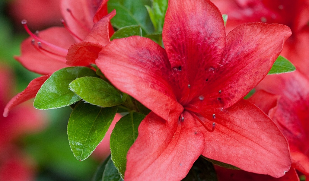 Красивый красный цветок азалия крупным планом