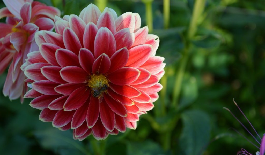 Красивая красная георгина с пчелой