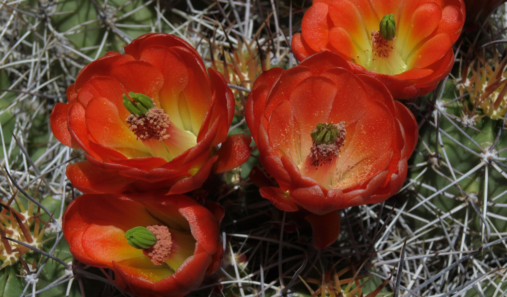 Красивые красные цветы колючего кактуса крупным планом