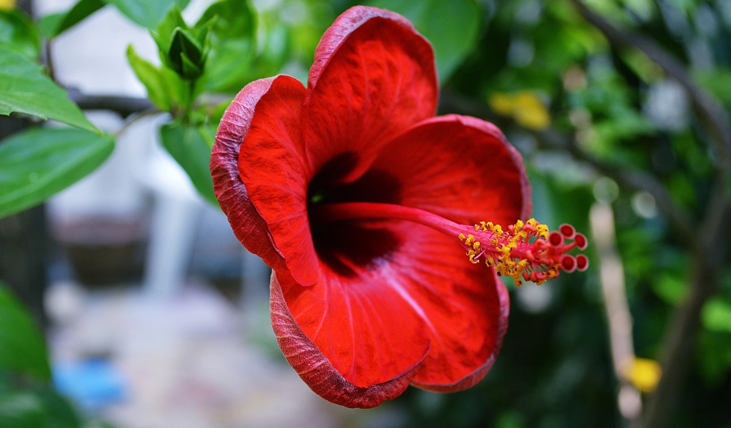 Красивый красный цветок гибискуса крупным планом