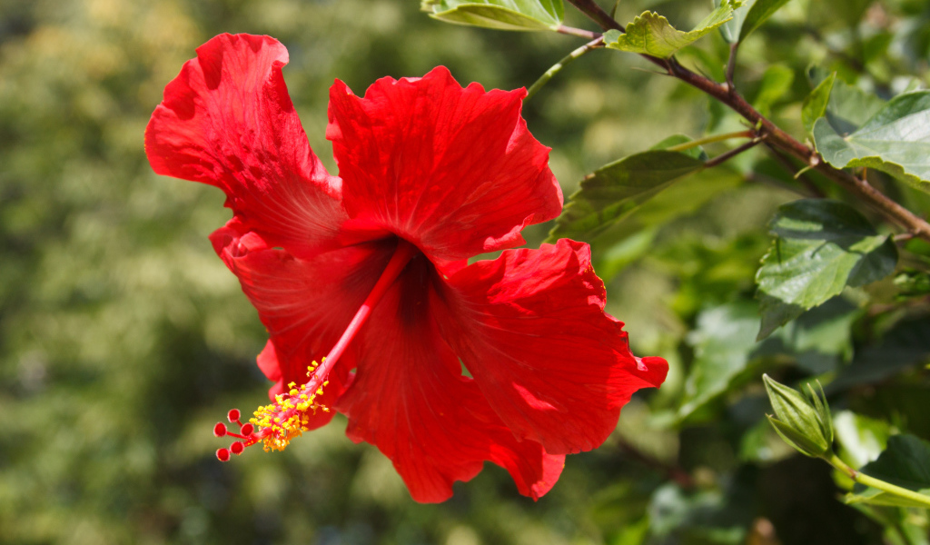 Красивый красный цветок гибискуса в лучах солнца