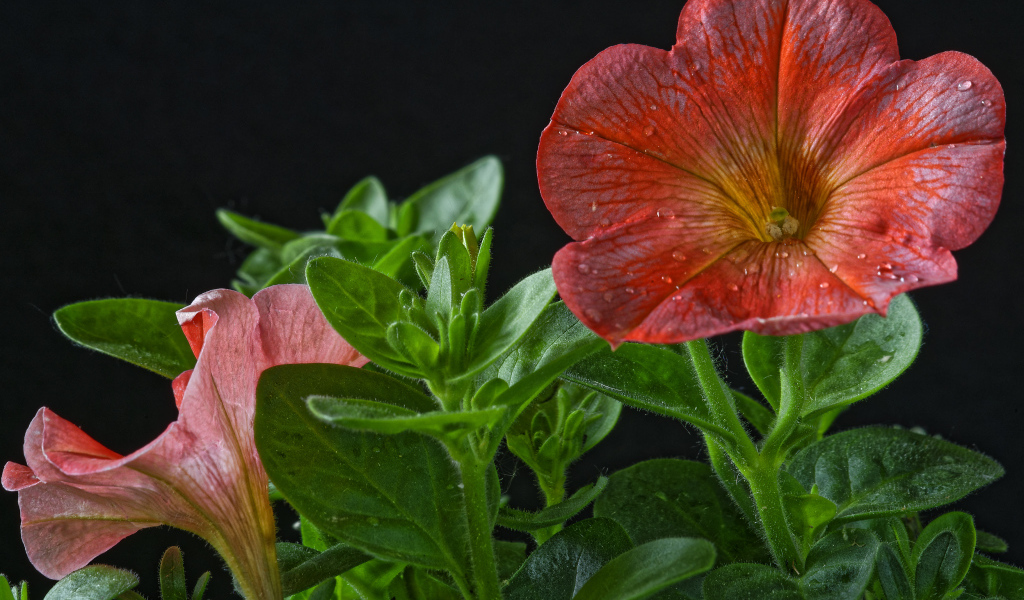 Красивая красная петуния с бутонами на черном фоне