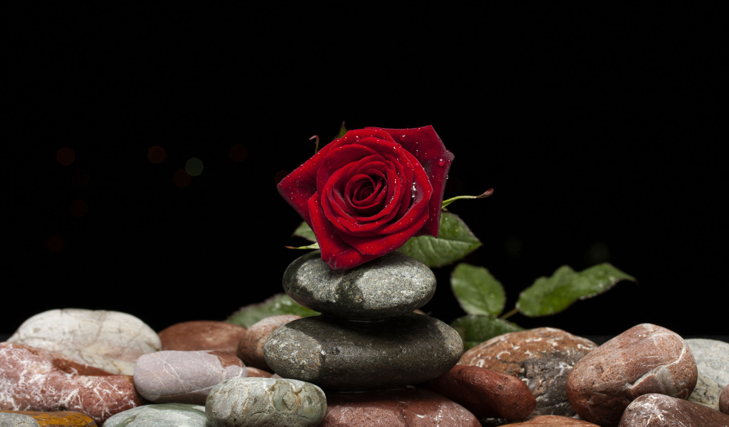 Красивая красная роза лежит на декоративных камнях на черном фоне
