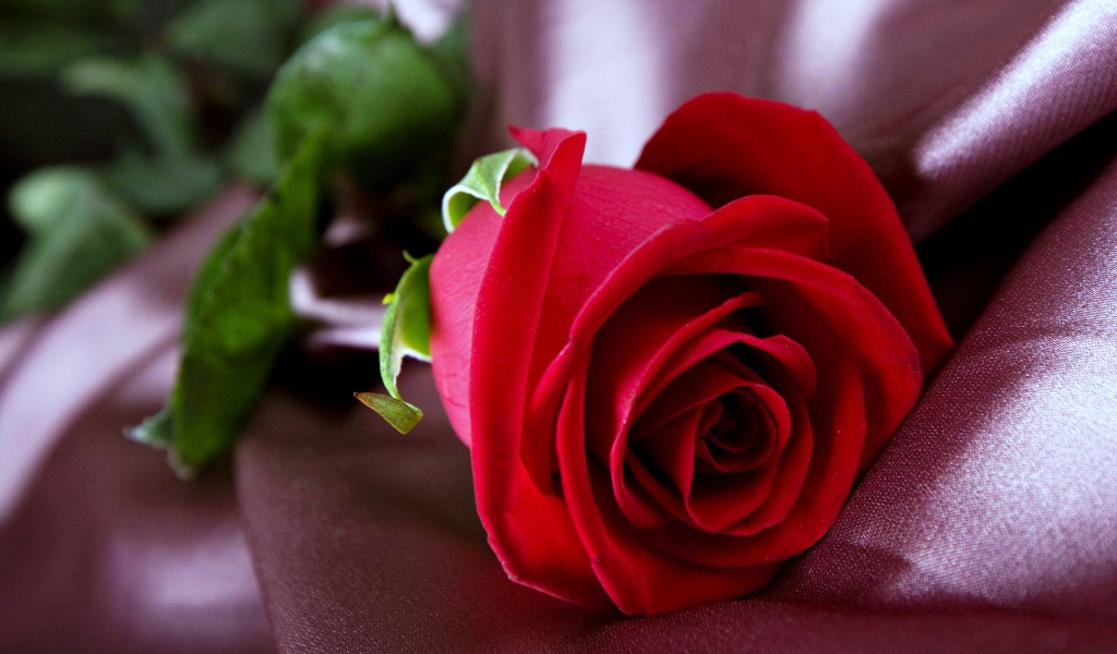 Красивая красная роза лежит на ткани 