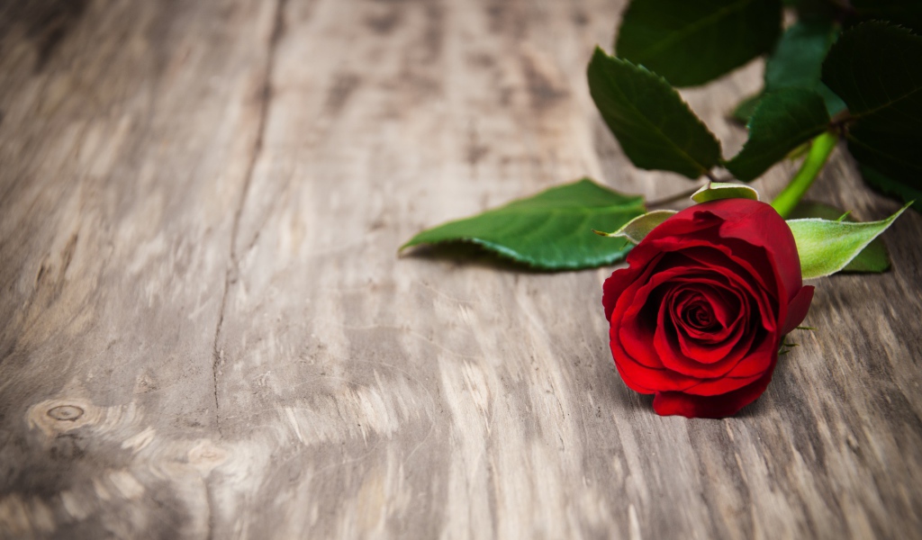 Красивая красная роза на деревянной поверхности 