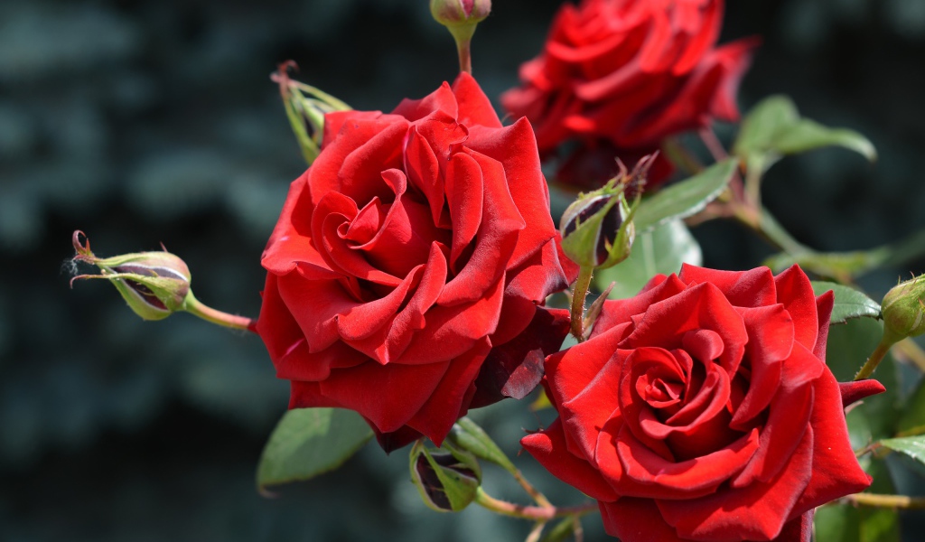 Красивые красные розы с бутонами в лучах солнца