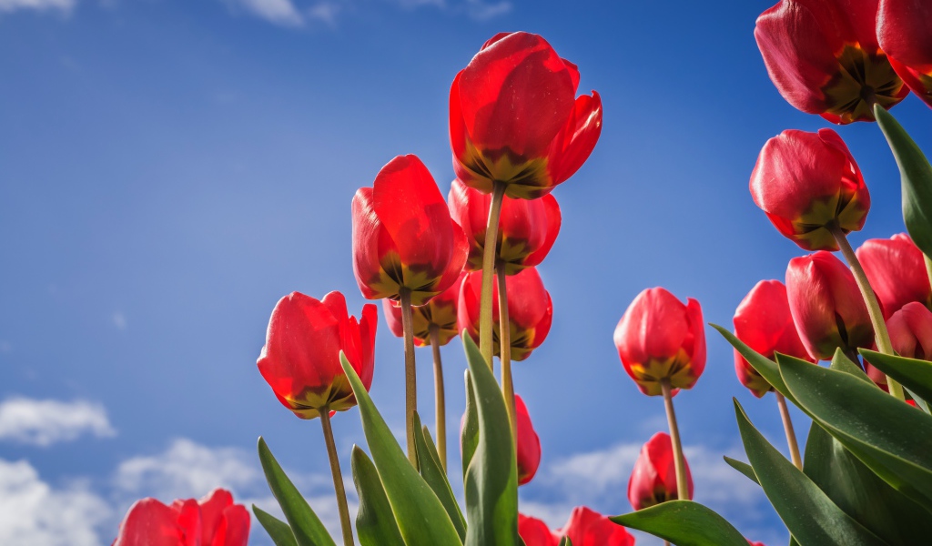 Красивые красные тюльпаны на фоне голубого неба 