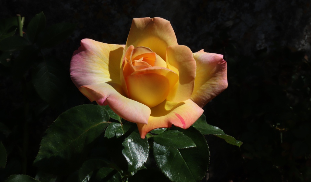 Красивая роза с зелеными листьями на клумбе крупным планом 