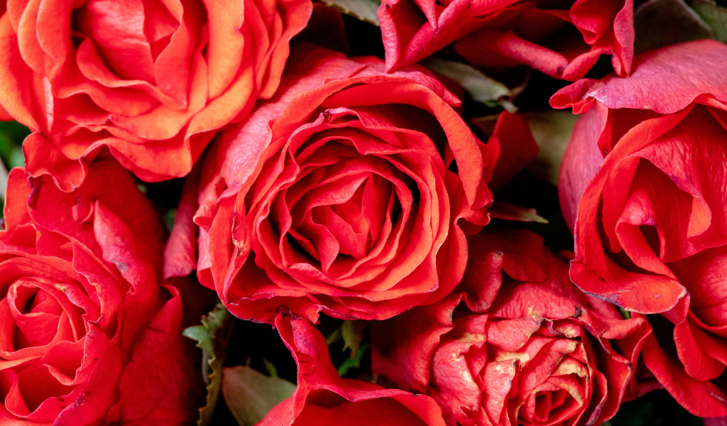 Красивые розы с розовыми лепестками крупным планом