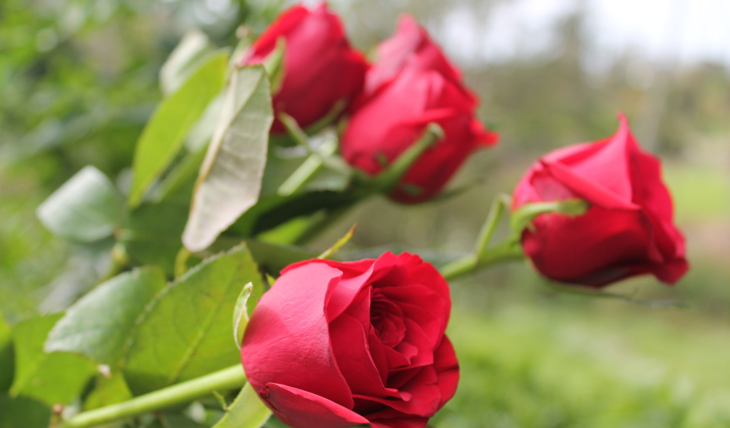 Красивые алые английские розы 