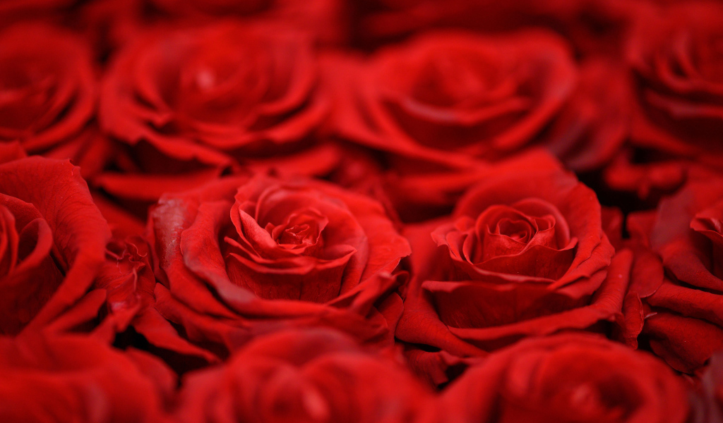 Красивые алые розы крупным планом