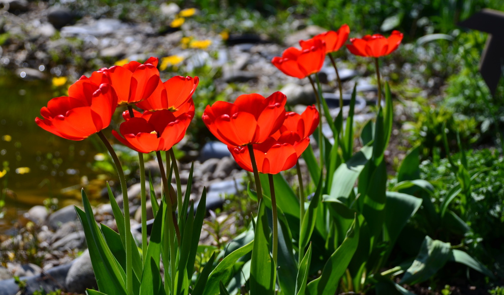 Красивые алые тюльпаны в лучах солнца на клумбе
