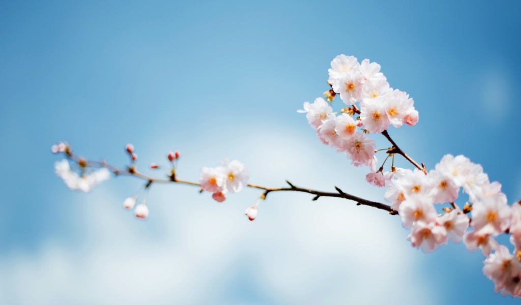 Красивые весенние розовые цветы на ветке дерева на фоне голубого неба