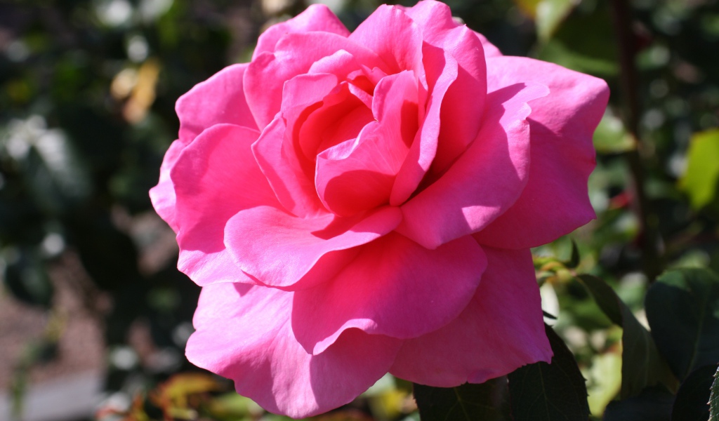 Красивая нежная розовая роза в лучах солнца на клумбе 