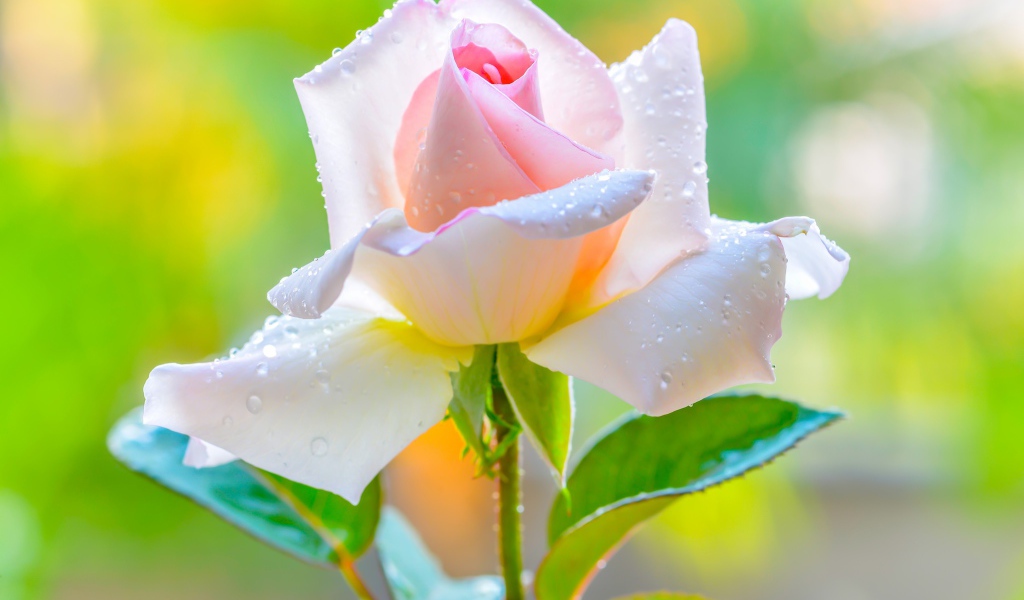 Красивая нежная розовая роза в каплями на лепестках 