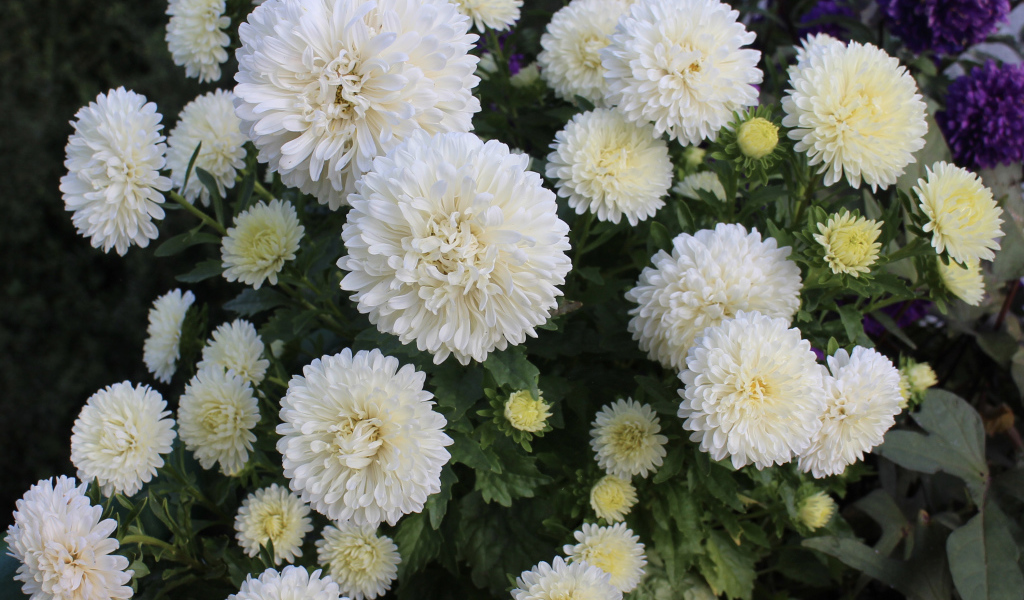 Красивые белые астры на клумбе 