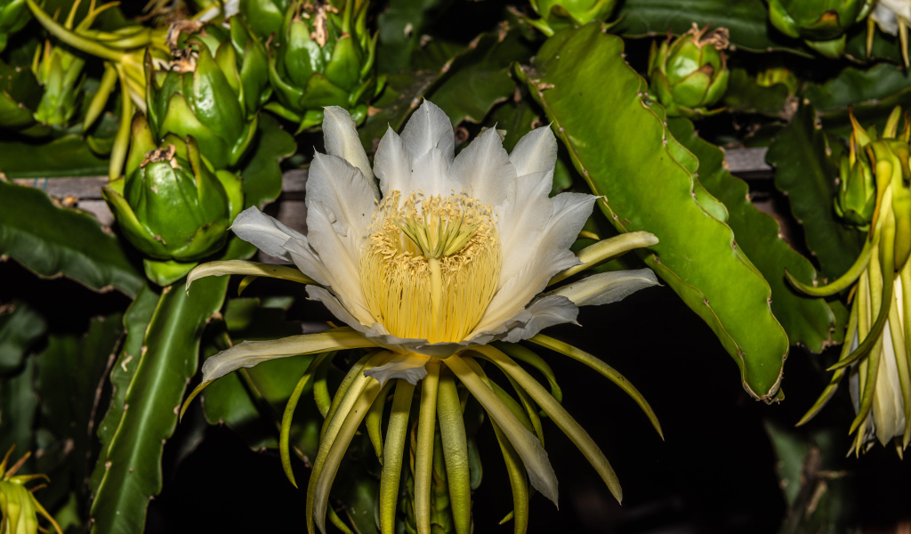 Красивый белый цветок кактуса крупным планом