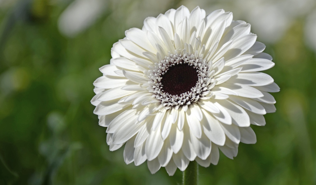 Красивый белый цветок герберы с черной серединой