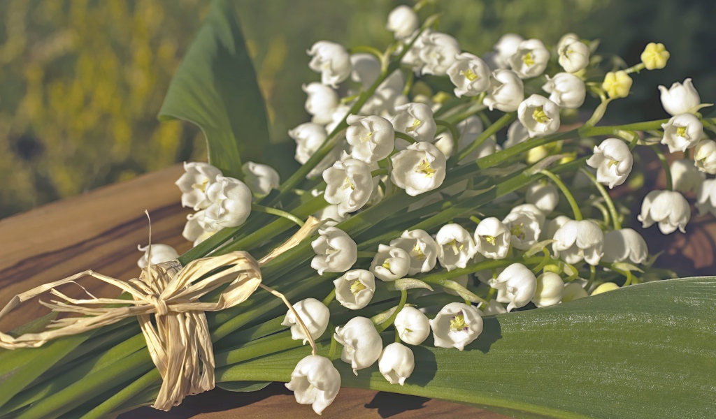 Красивые белые ландыши с зелеными листьями