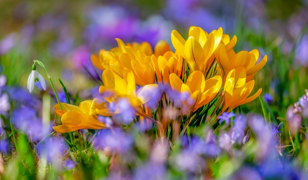 Красивые желтые крокусы весной 