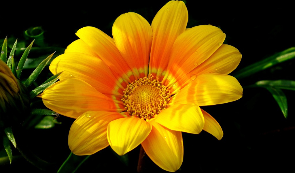 Красивый желтый цветок газания крупным планом