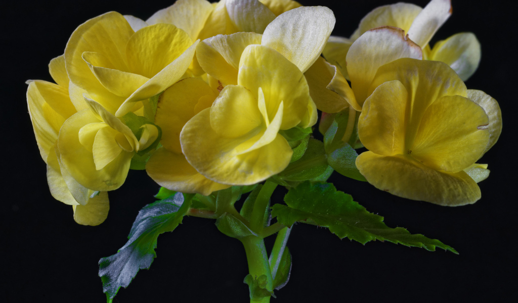 Красивый желтый комнатный цветок бегония на черном фоне