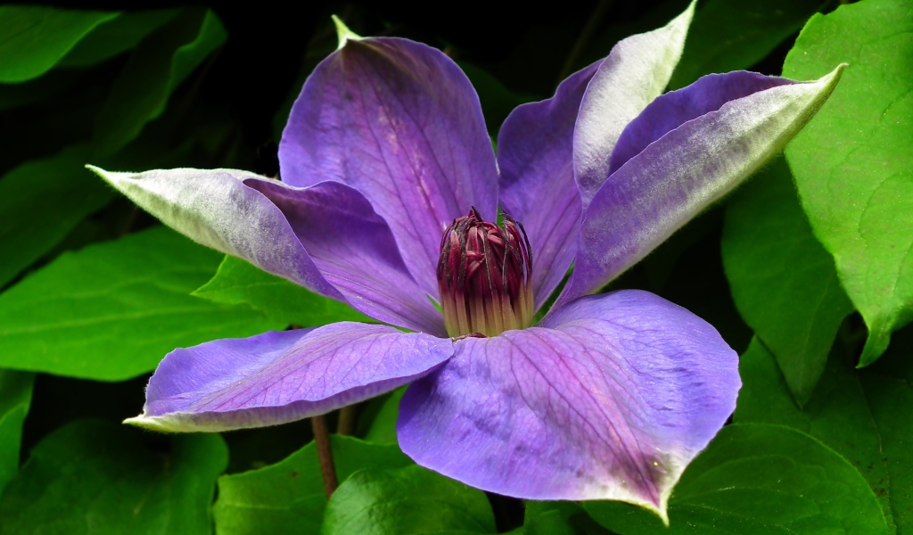 Большой красивый сиреневый цветок клематиса в зеленых листьях