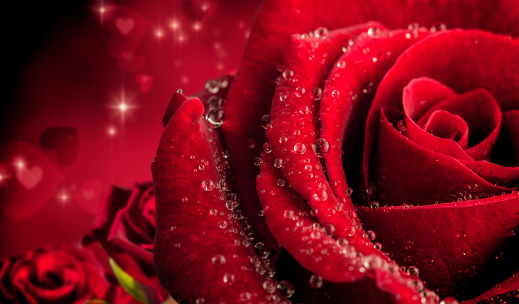 Большая крупная роза в каплях розы 