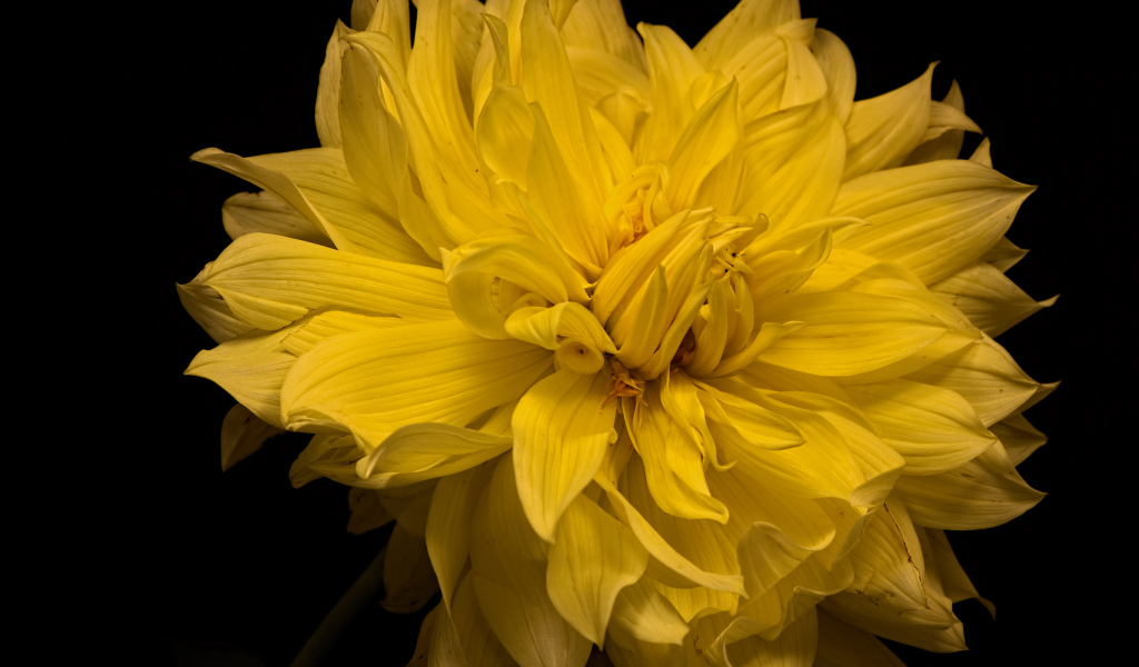 Большой желтый цветок георгины на черном фоне