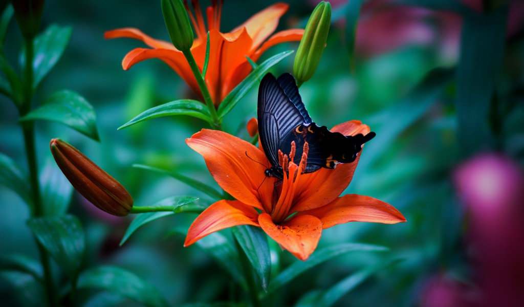 Черная бабочка сидит на оранжевой лилии 