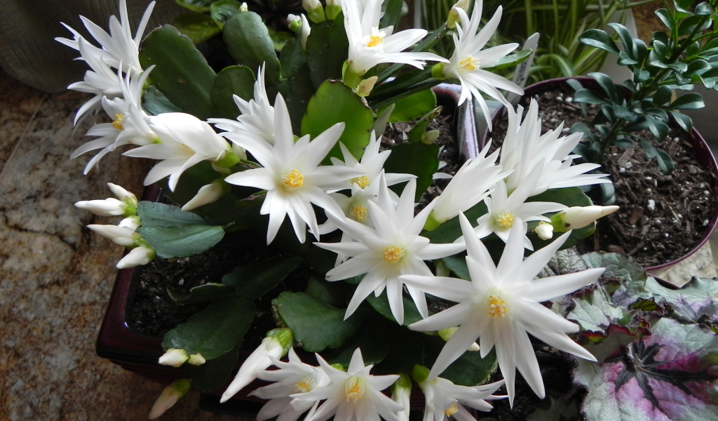 Цветущий белыми цветами комнатный цветок декабрист