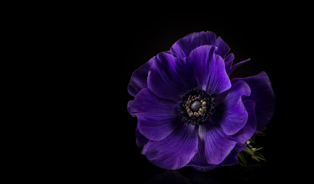 Синий цветок анемона на черном фоне крупным планом